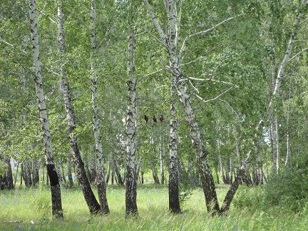 Четыре времени года леса